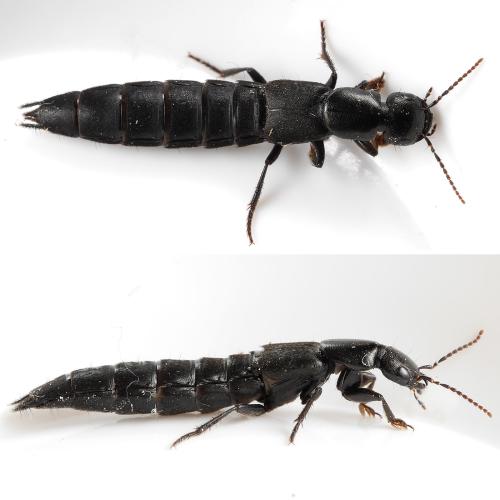 Réf. 341 546 : Tasgius sp.